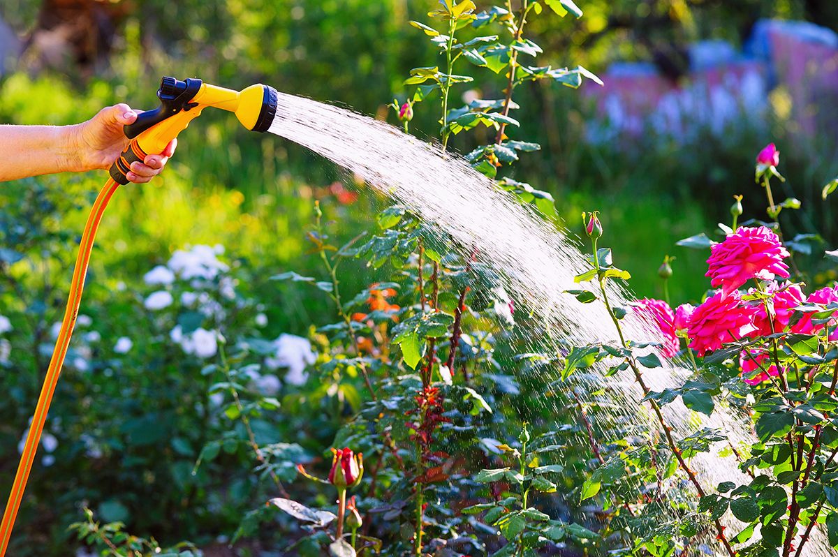 Is Softened Water OK for Plants and Gardens?
